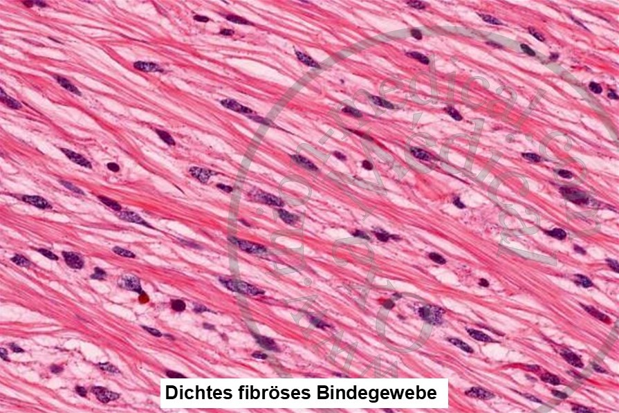 Menschliches Bindegewebe